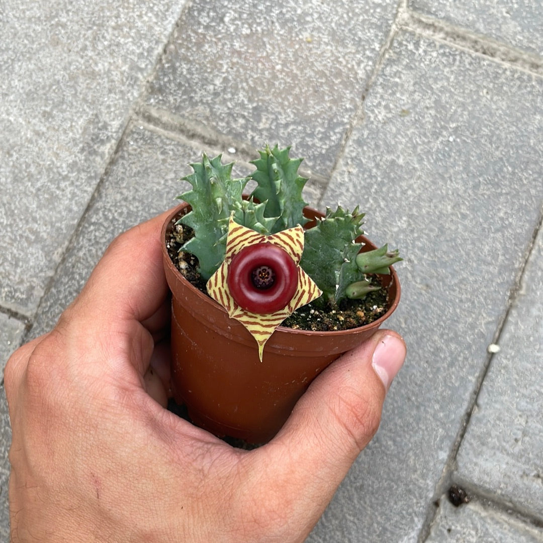 Huernia Zebrina