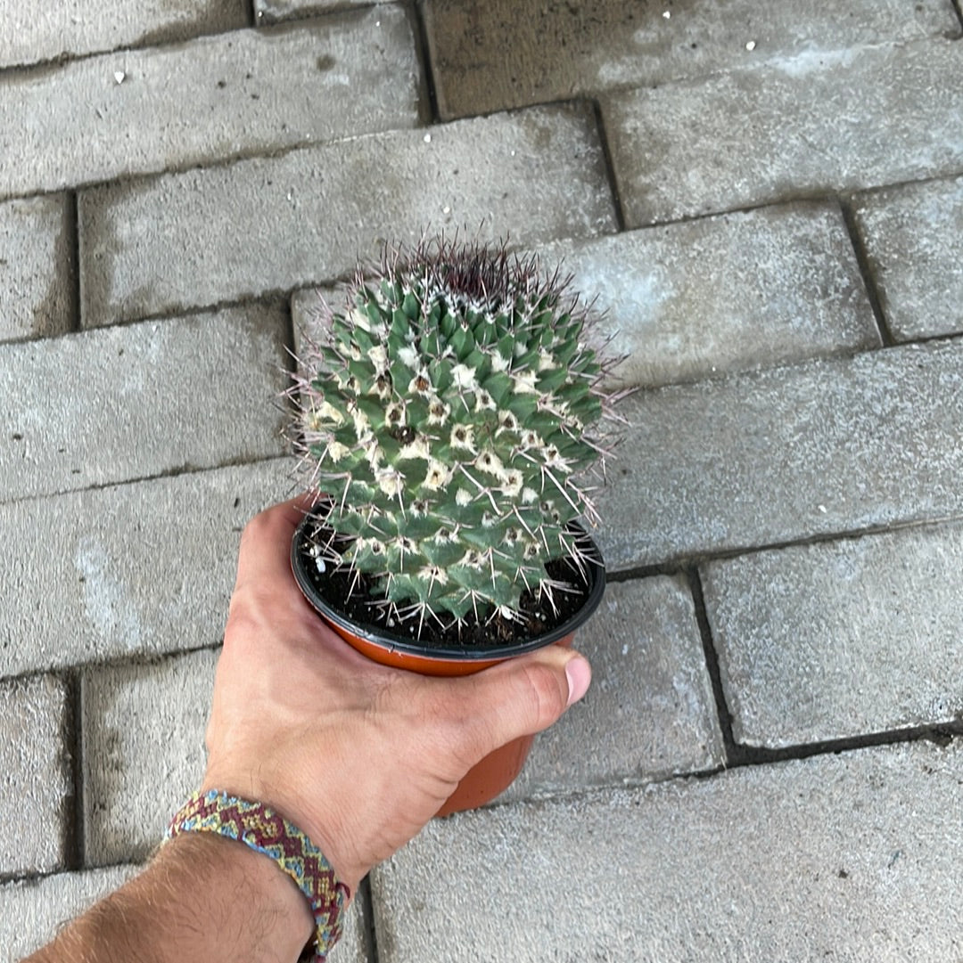 Mammillaria Compressa
