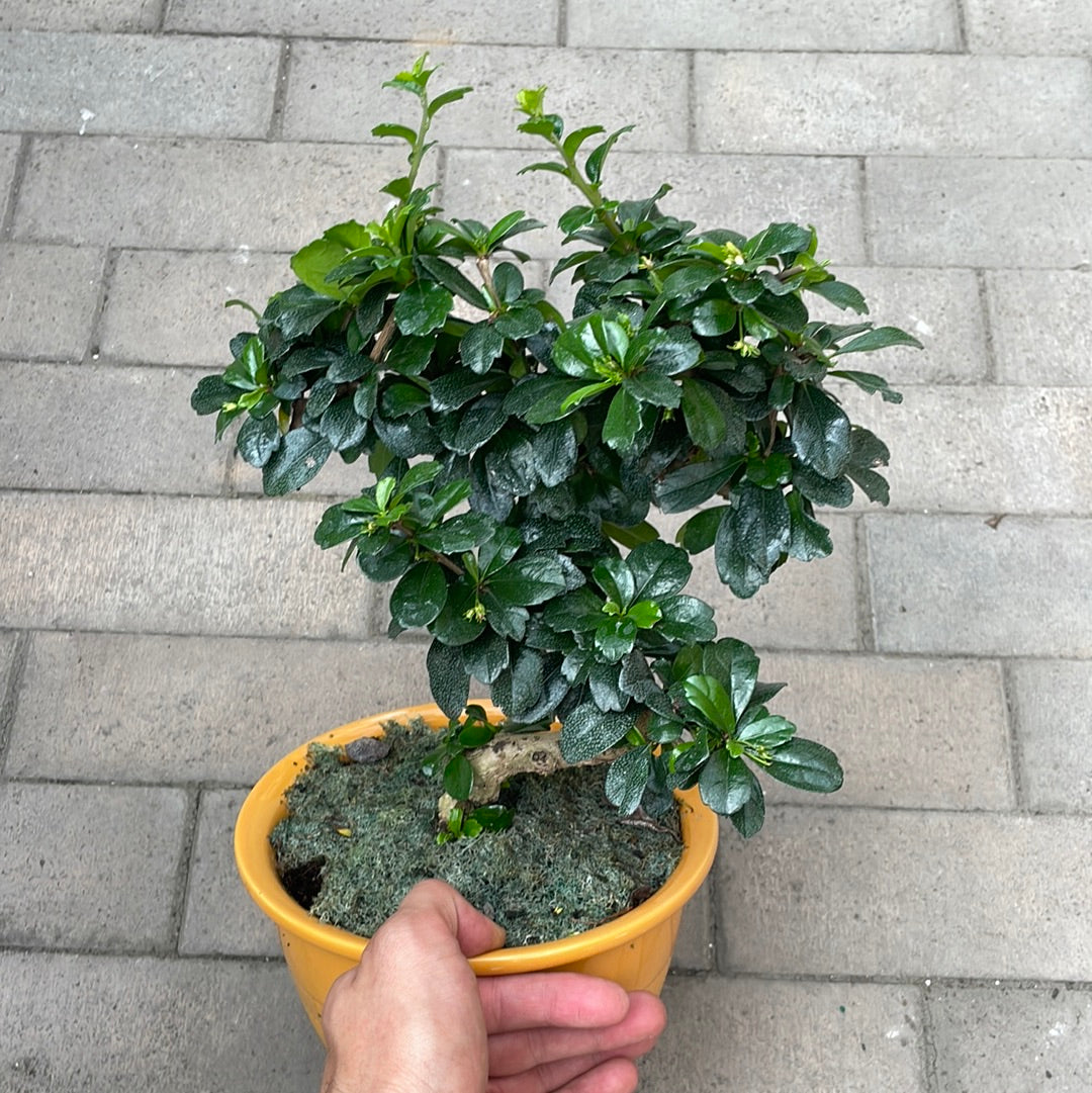 Fukien Tea
