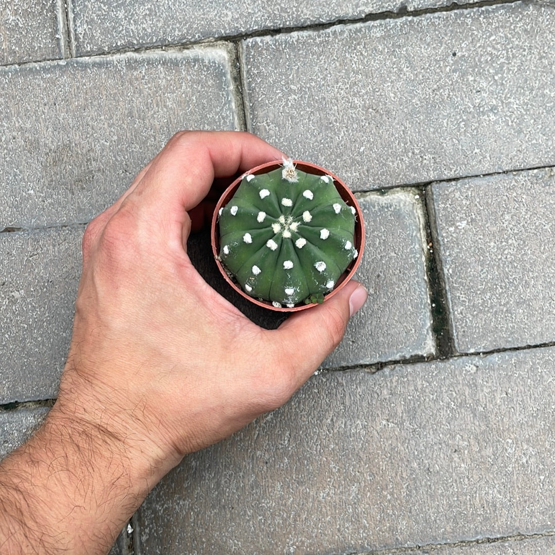 Echinopsis Domino