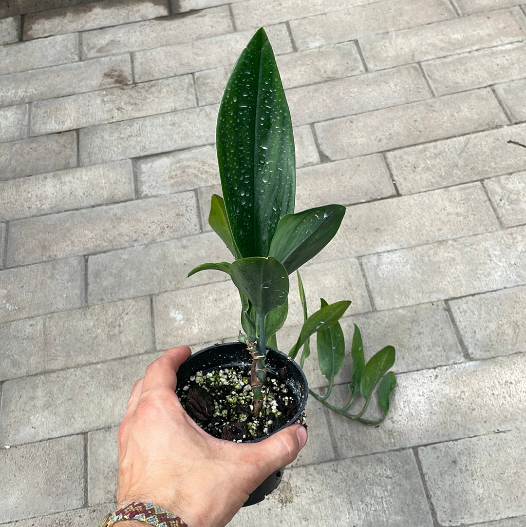 Scindapsus Dark Form