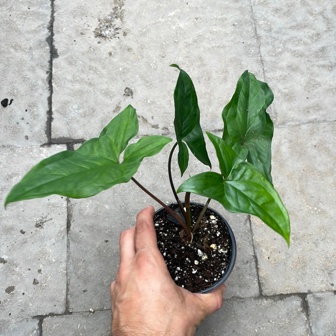 Syngonium Vert