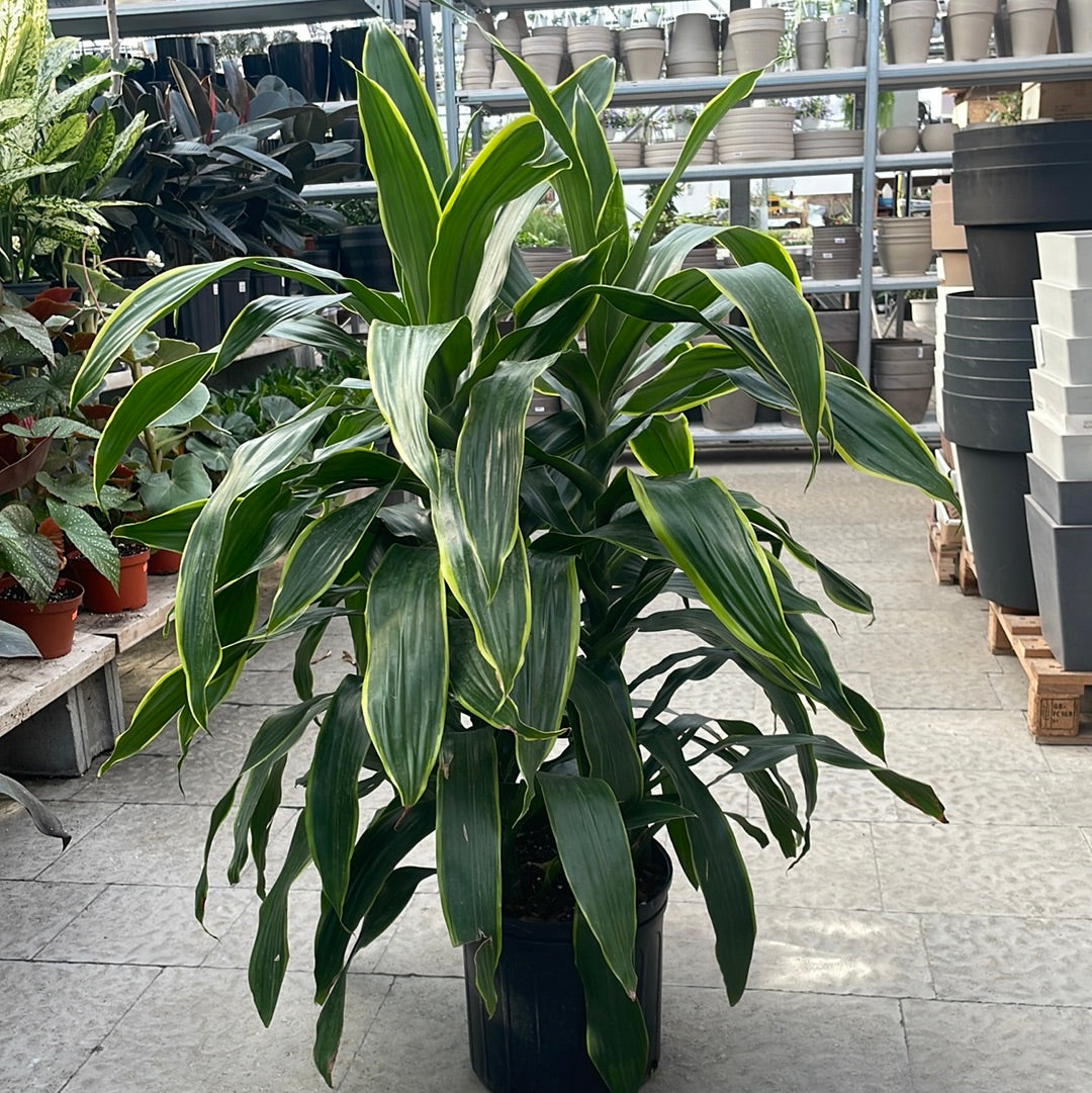 Dracaena Art Carmen 10”