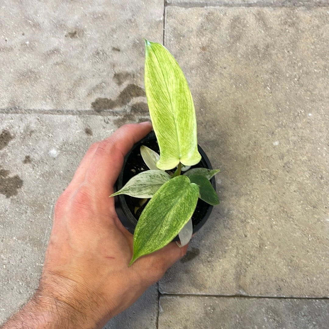 Philodendron Florida Ghost
