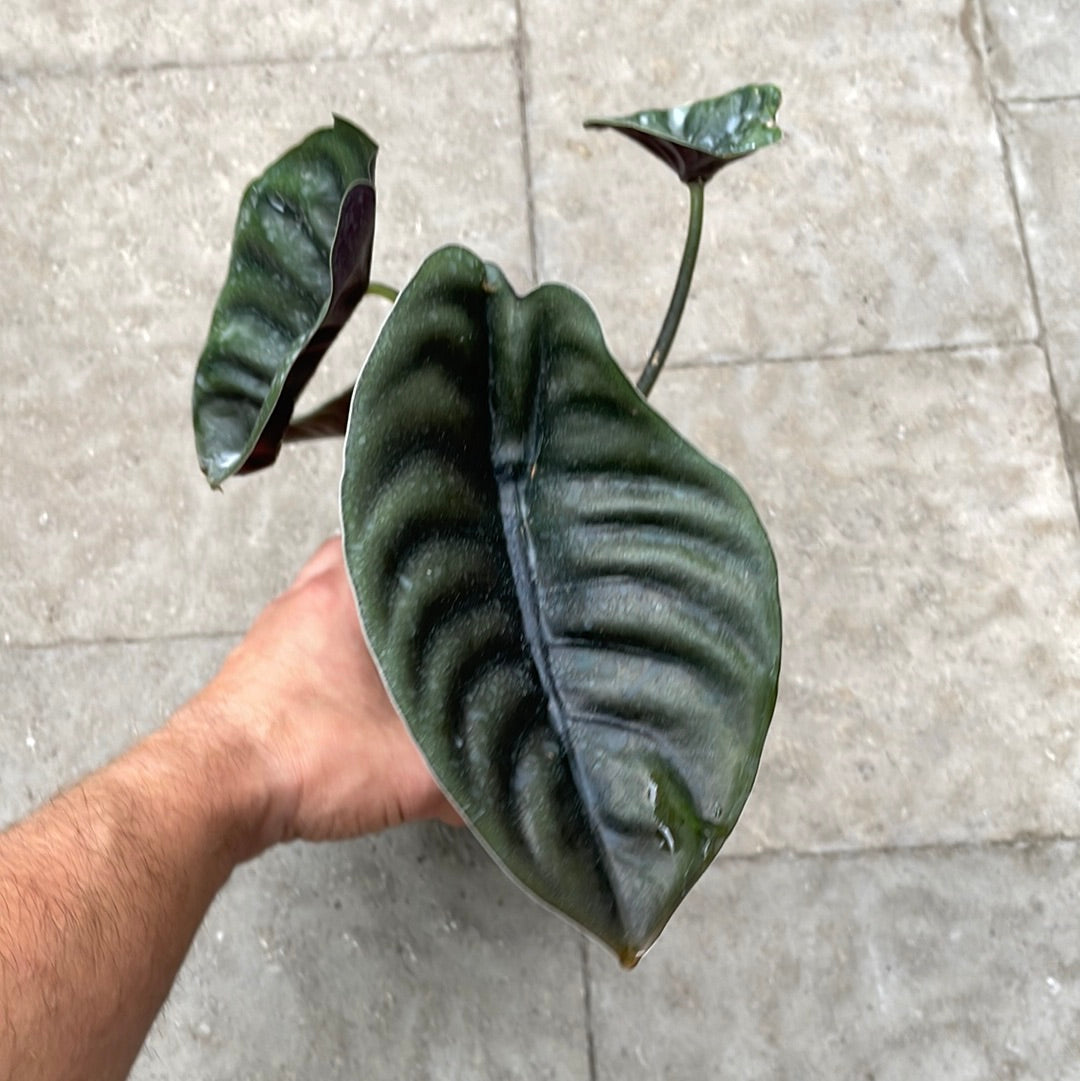 Alocasia Cuprea