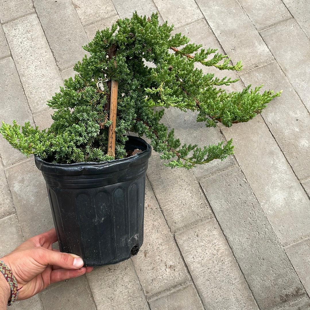 Juniperus Procumbens Nana