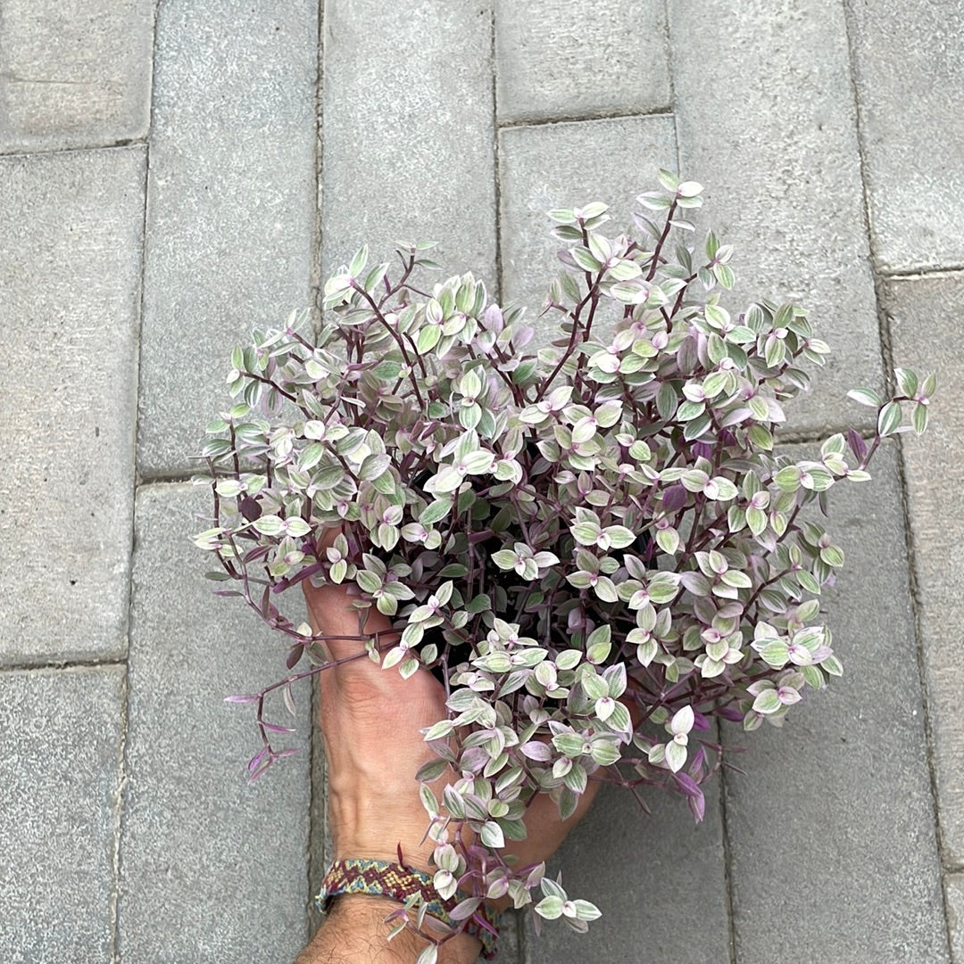 Callisia Pink Lady