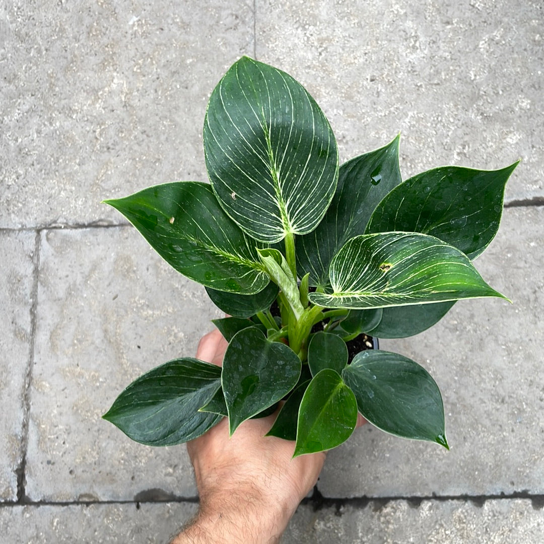 Philodendron Birkin