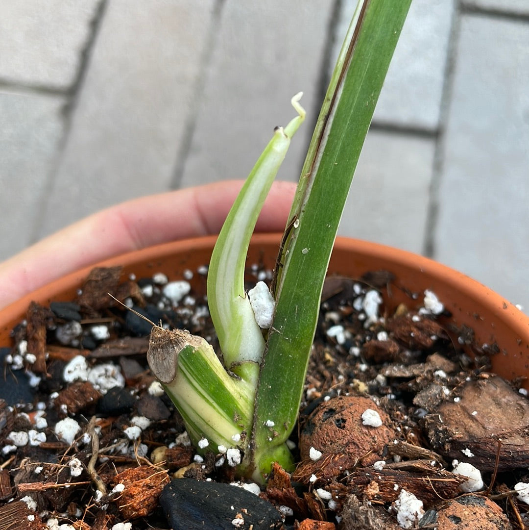 Monstera Albo 1