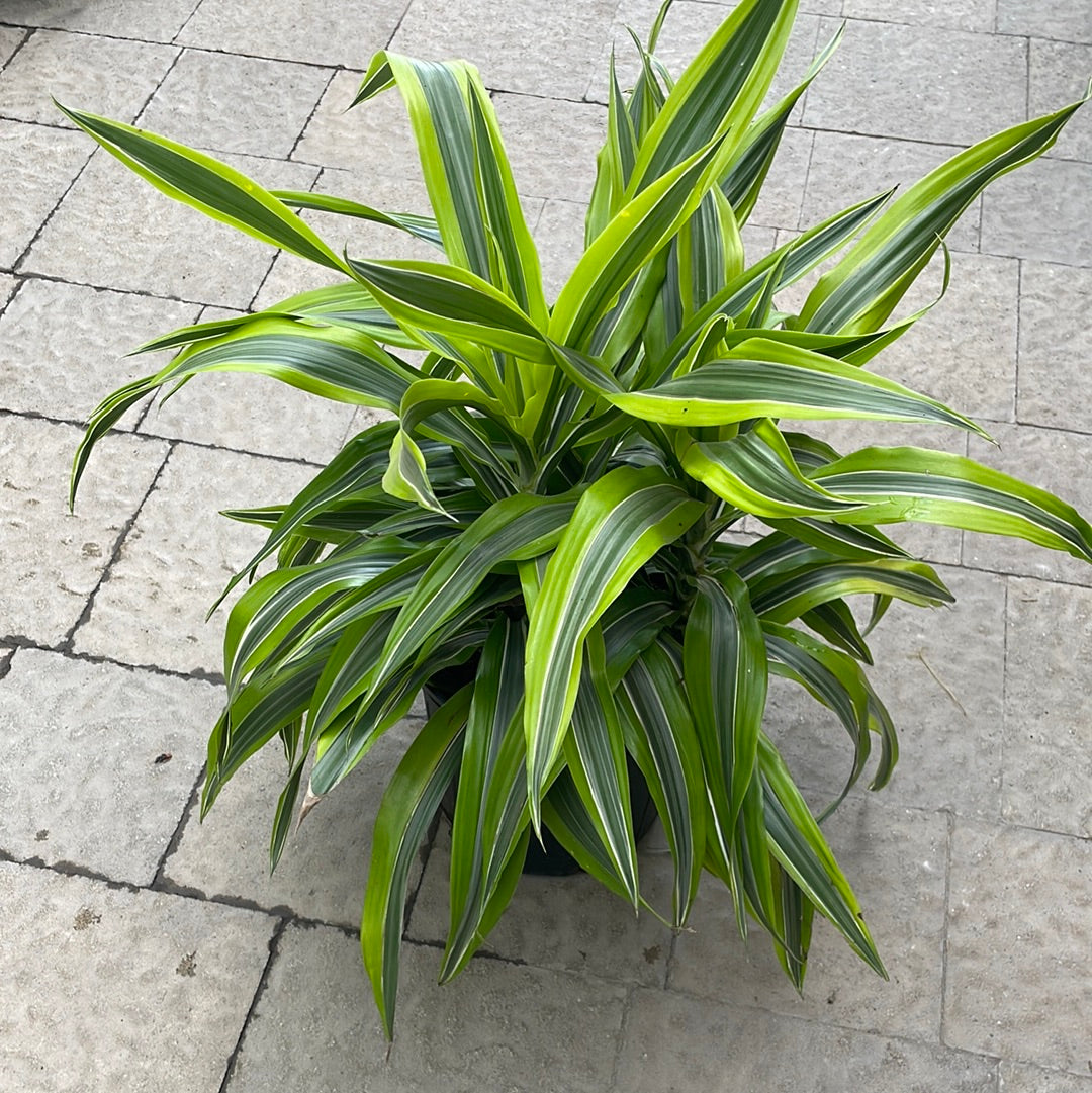 Dracena Goldstar
