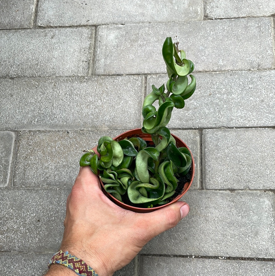Hoya Compacta