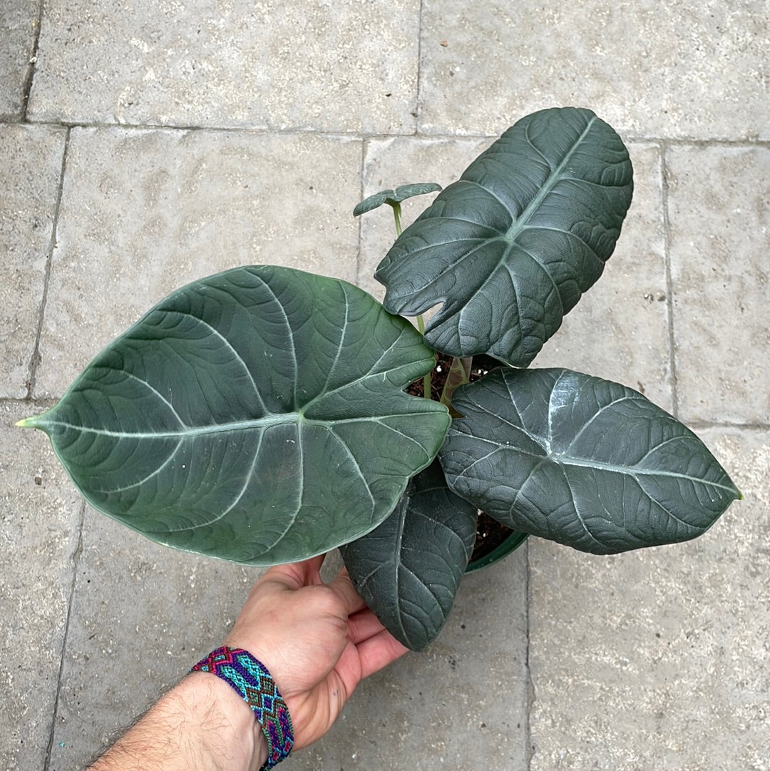 Alocasia Maharani