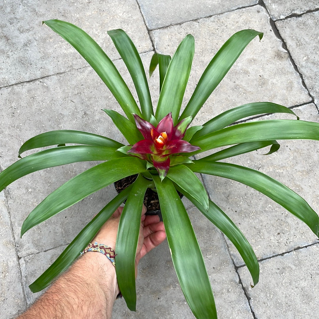 Bromeliad