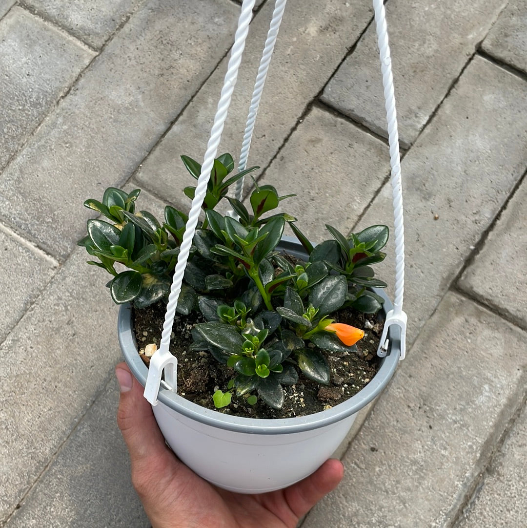 Nematanthus Gregarius