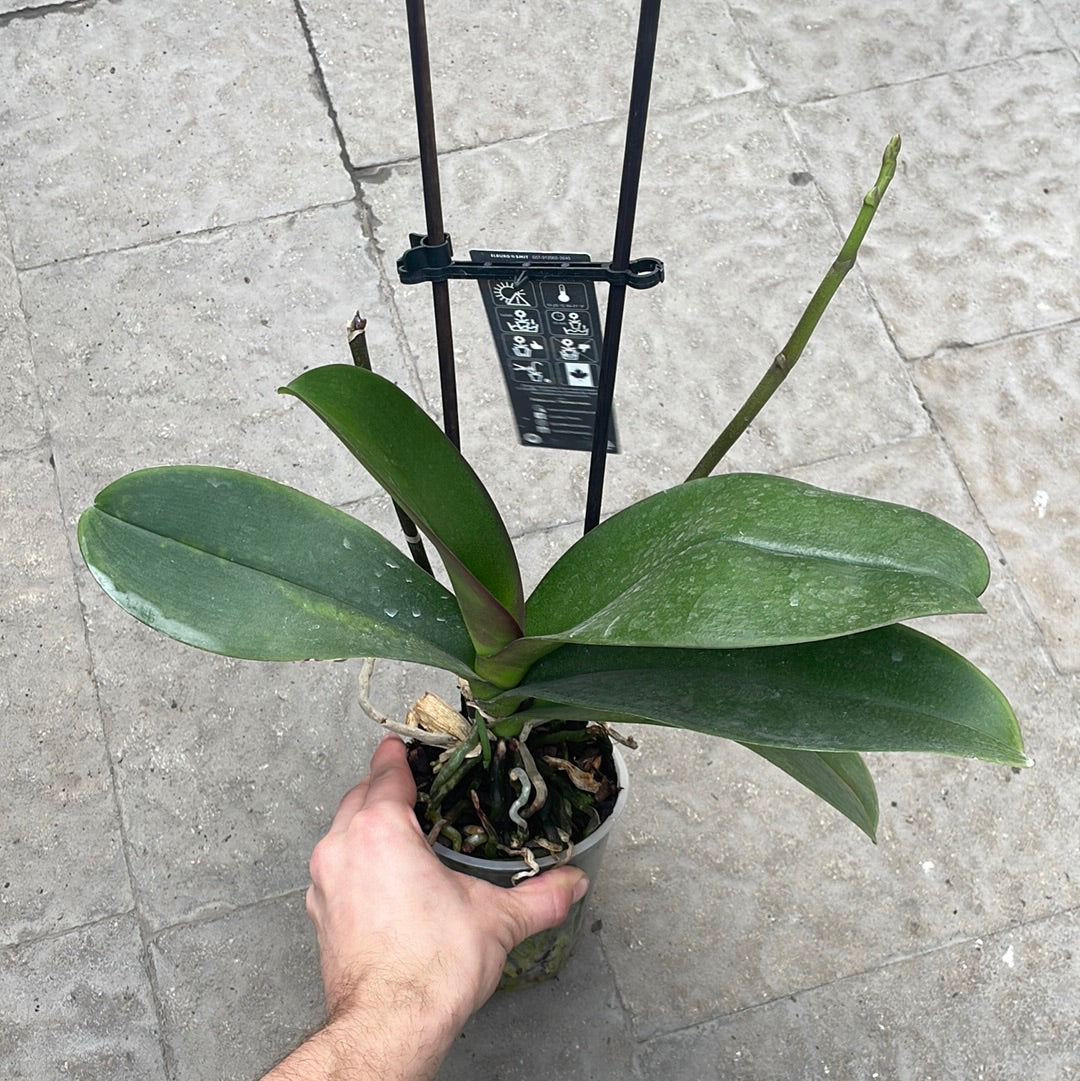 Orchidée Magnifica Sans Fleurs