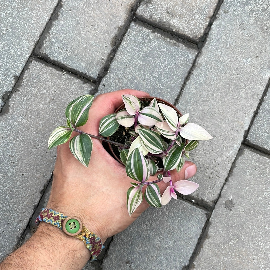 Tradescantia Tricolor