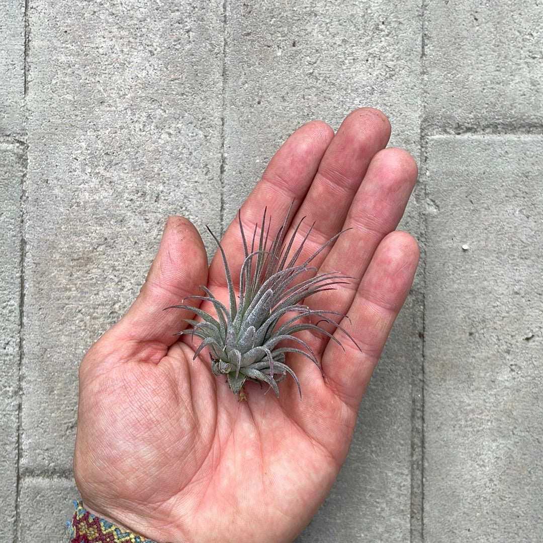 Tillandsias Ionantha Rubra
