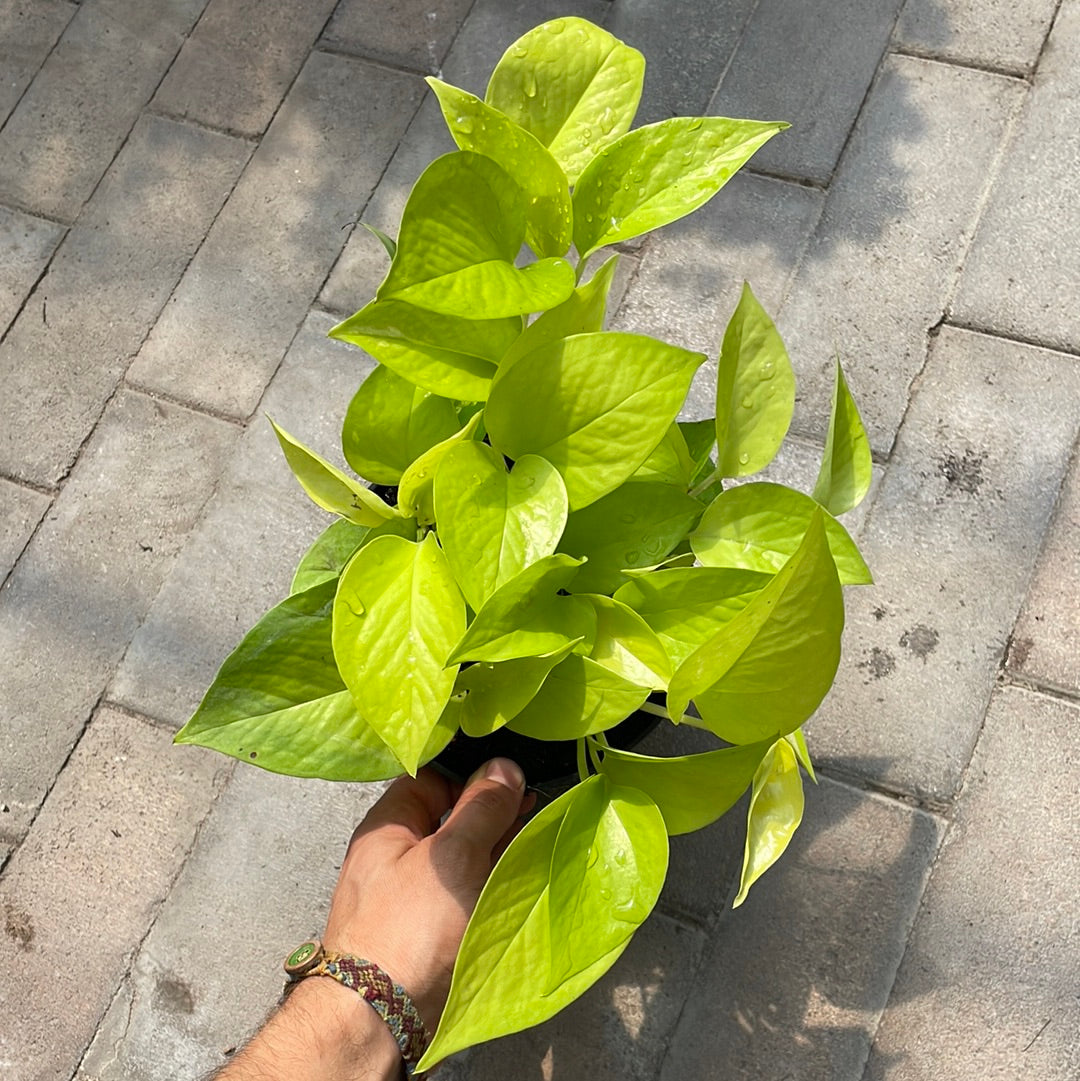 Pothos Néon