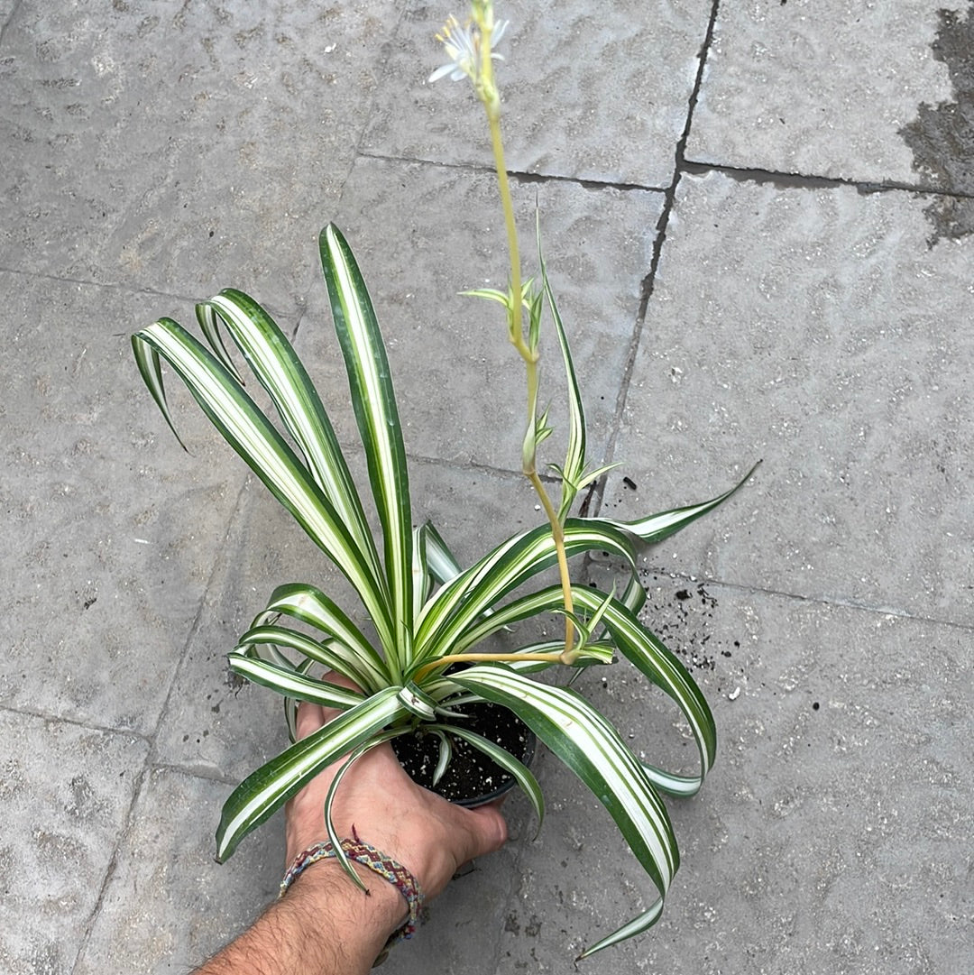 Chlorophytum Vert et Blanc ( araignée )