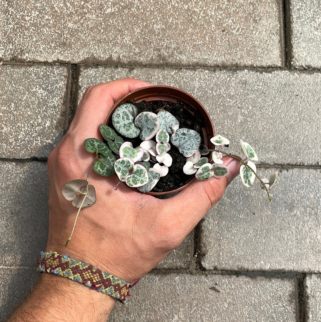 Ceropegia Woodii Variegata