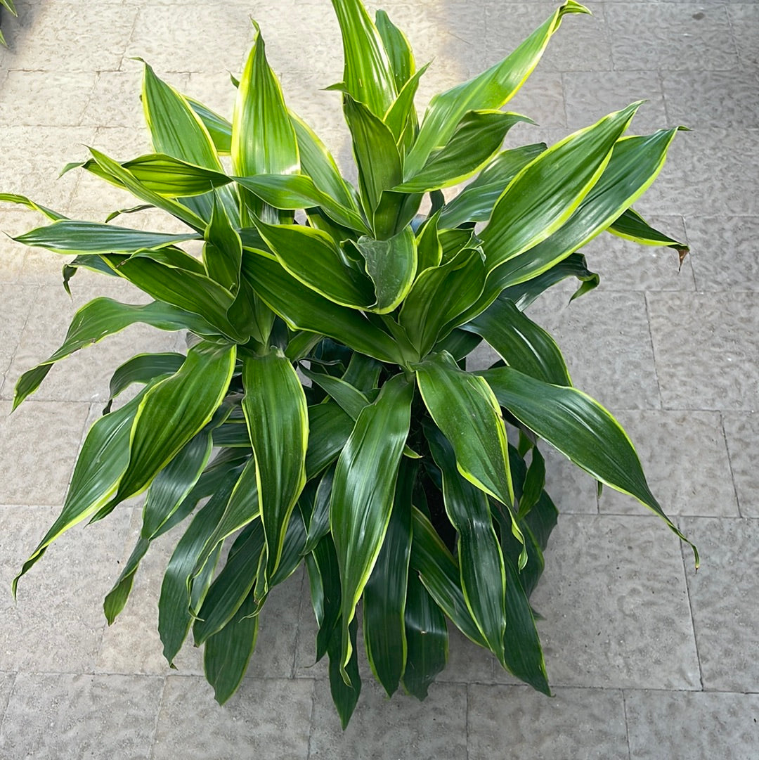 Dracaena Art Carmen