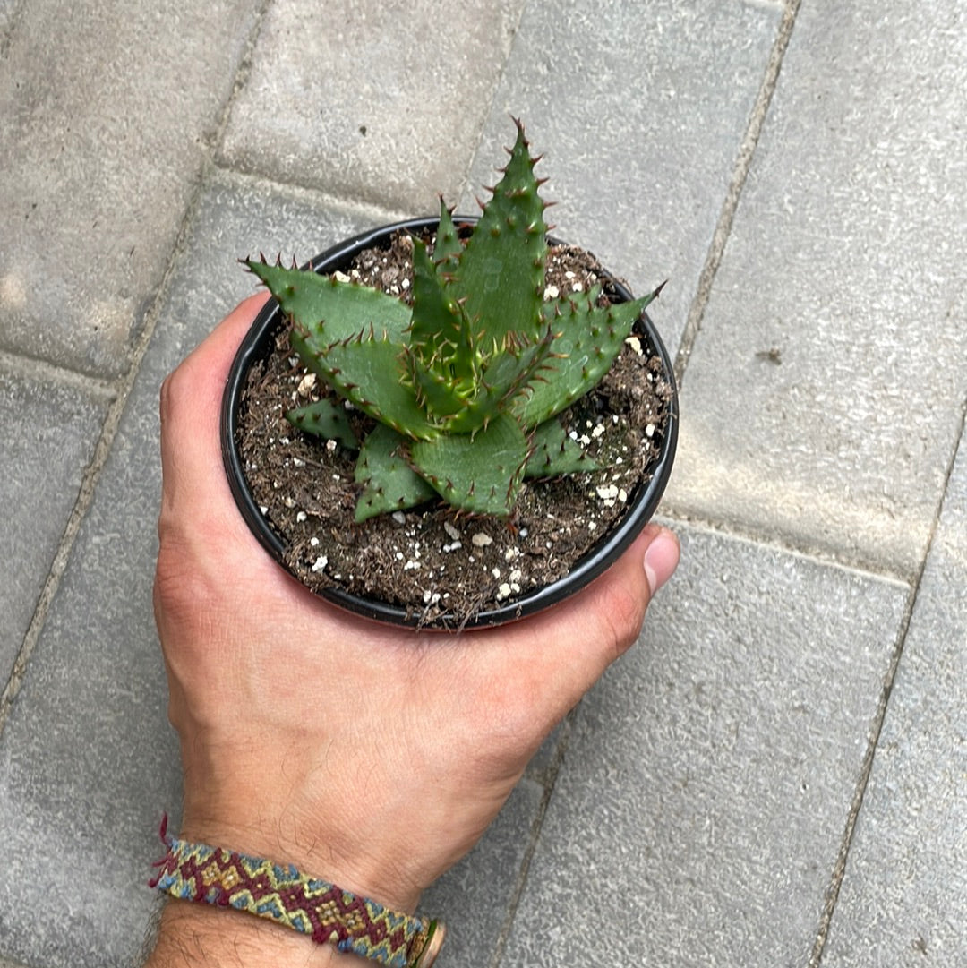 Aloe Broomii