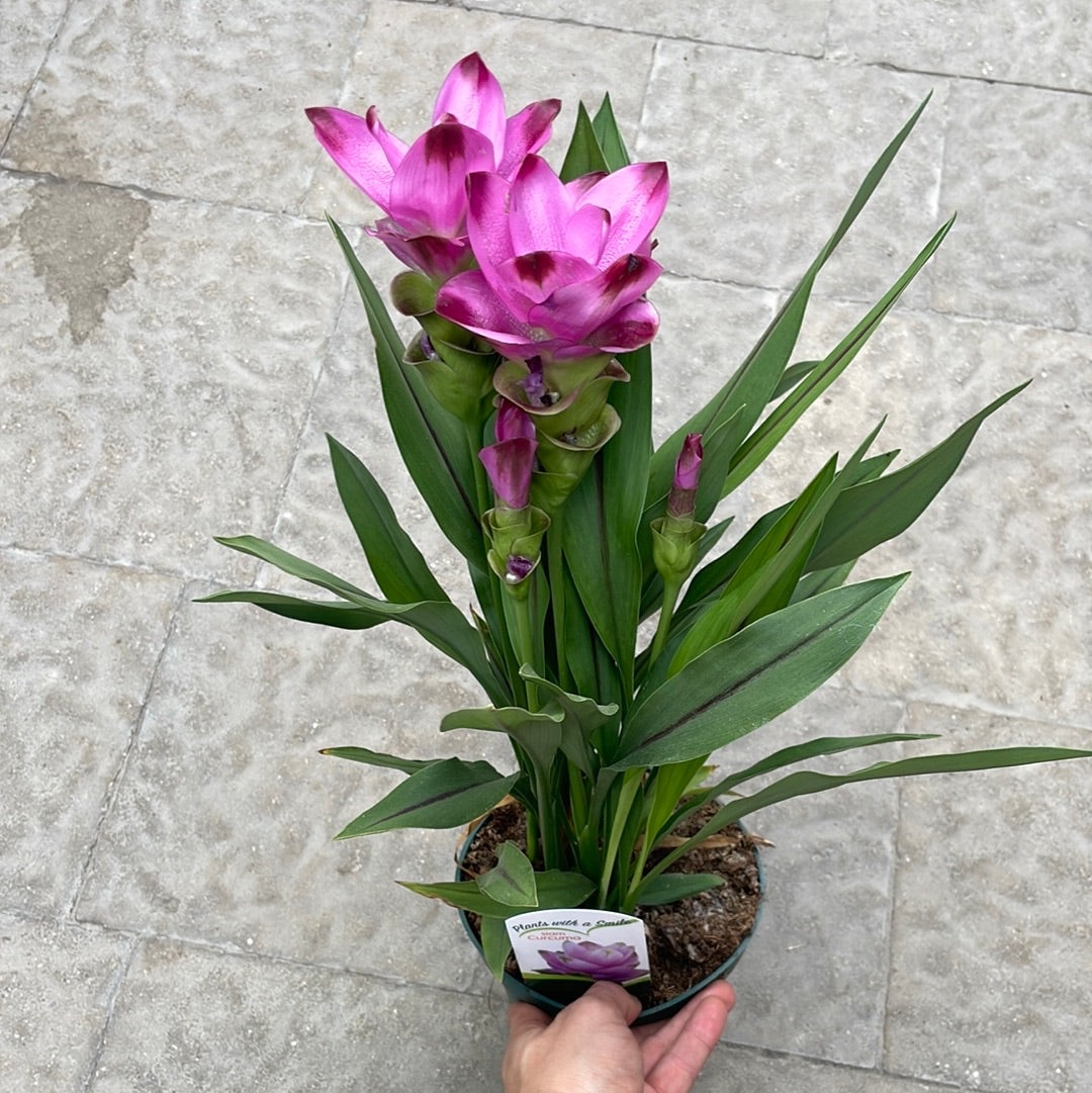 Curcuma Siam