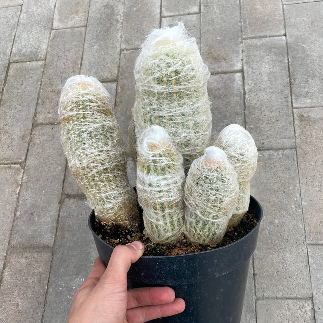 Epostoa 8”