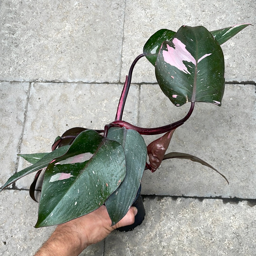 Philodendron Pink Princess