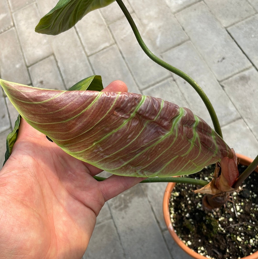 Philodendron Rubrijuvenile