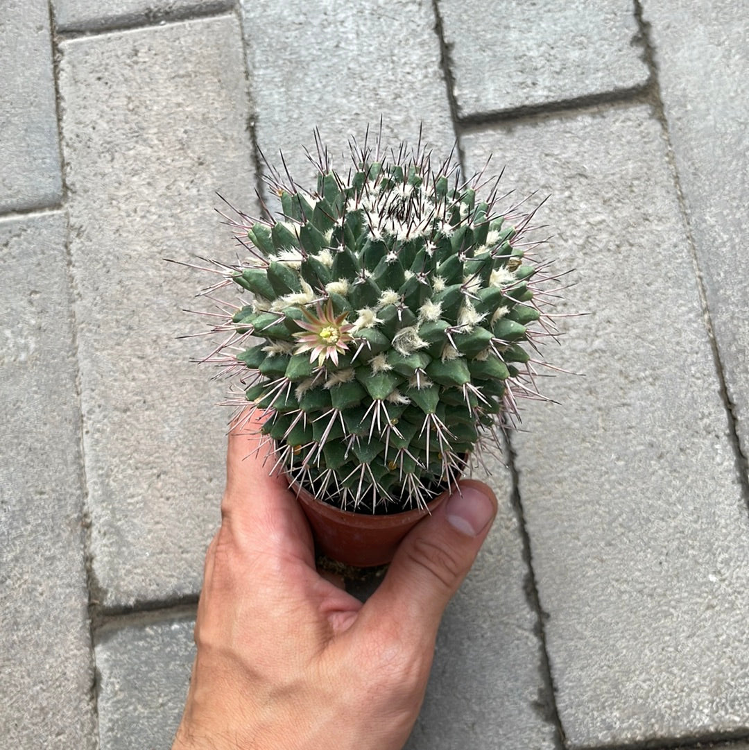 Mammillaria Compressa