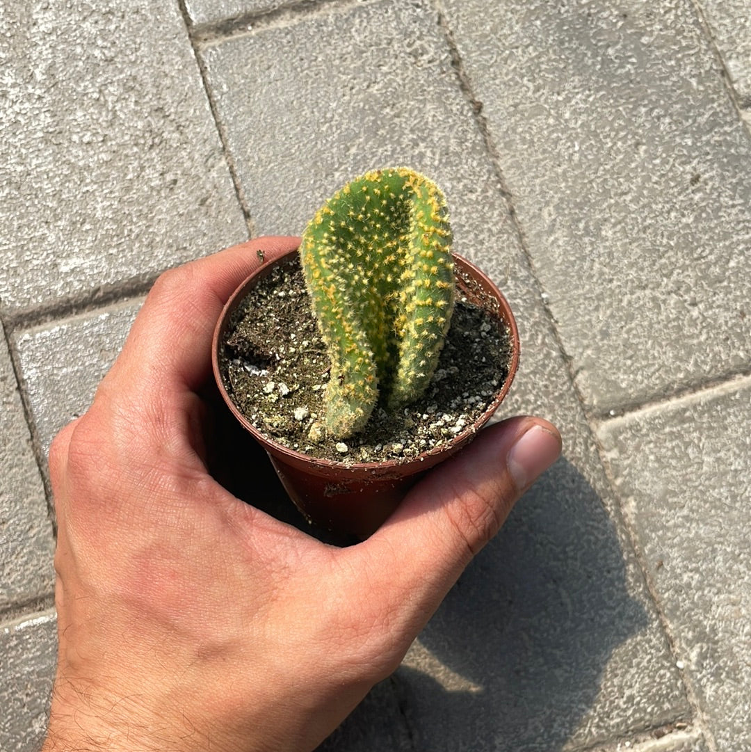 Opuntia microdasys pallida cristata