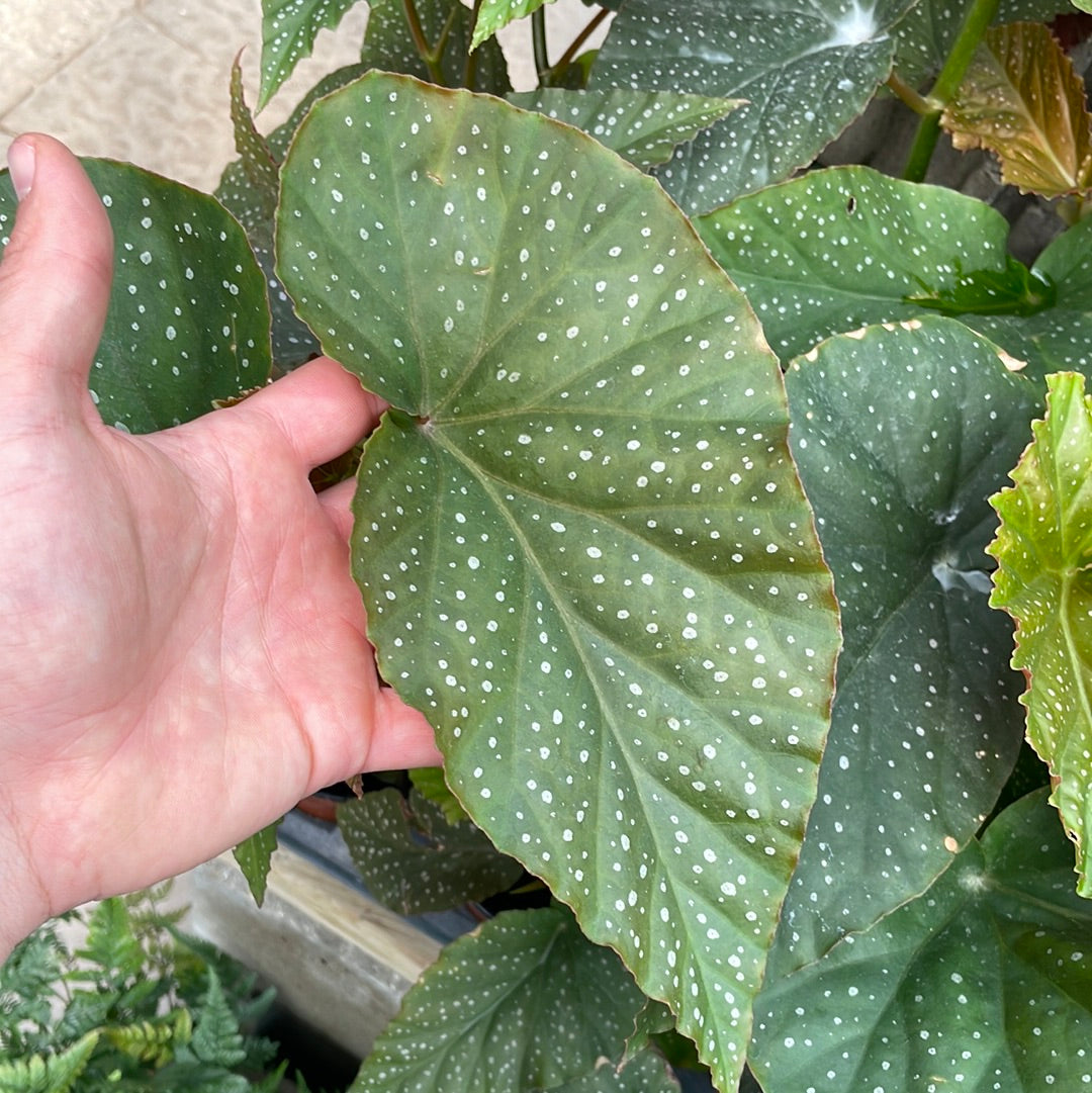Begonia Maculata Cadbury