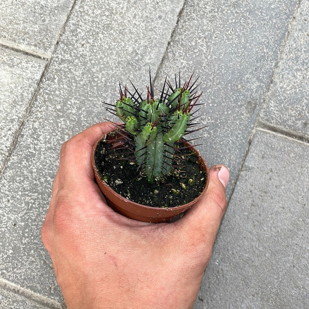 Euphorbia Enopla