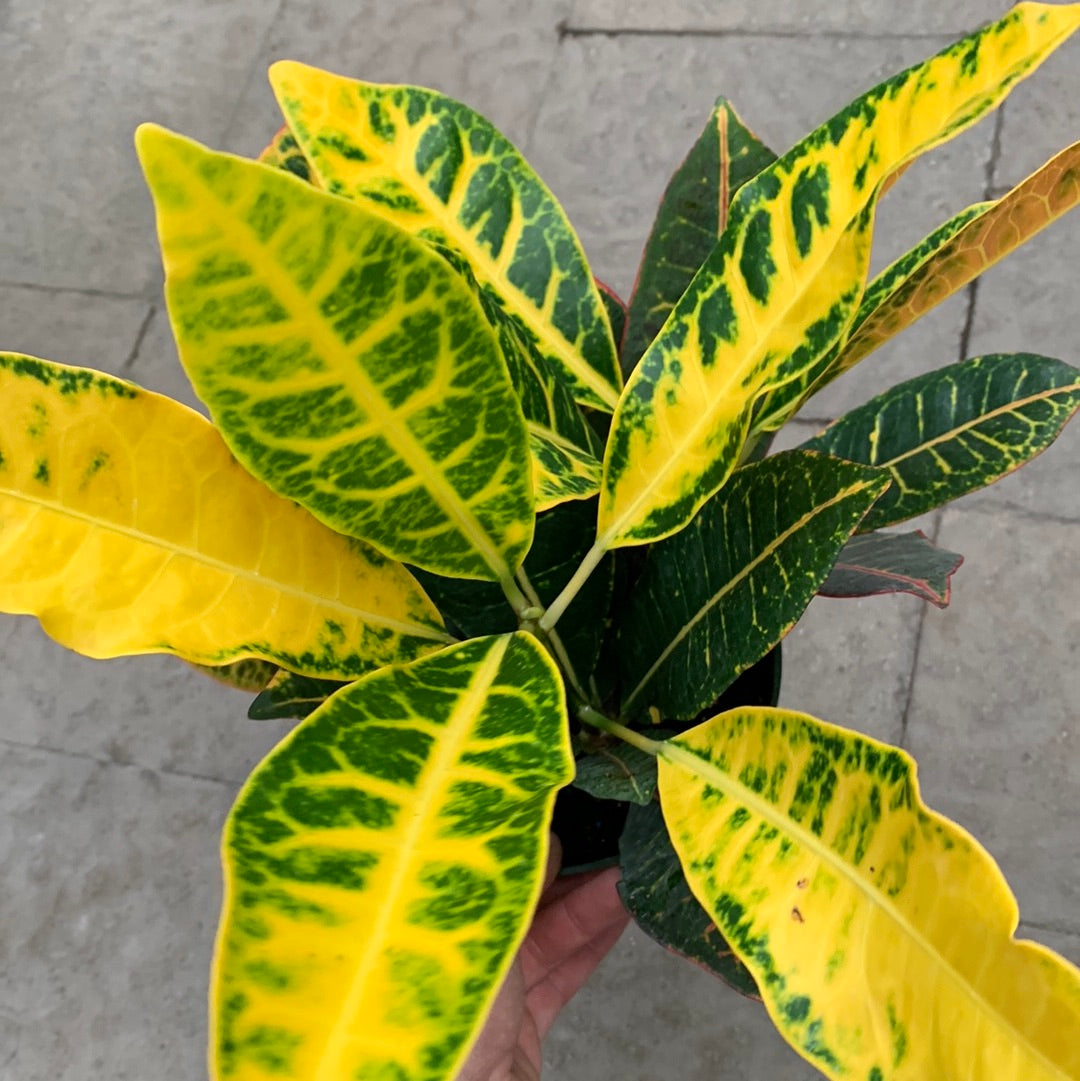 Croton Petra