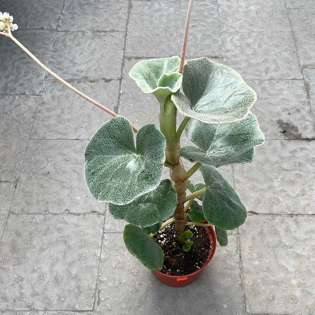Begonia Venosa