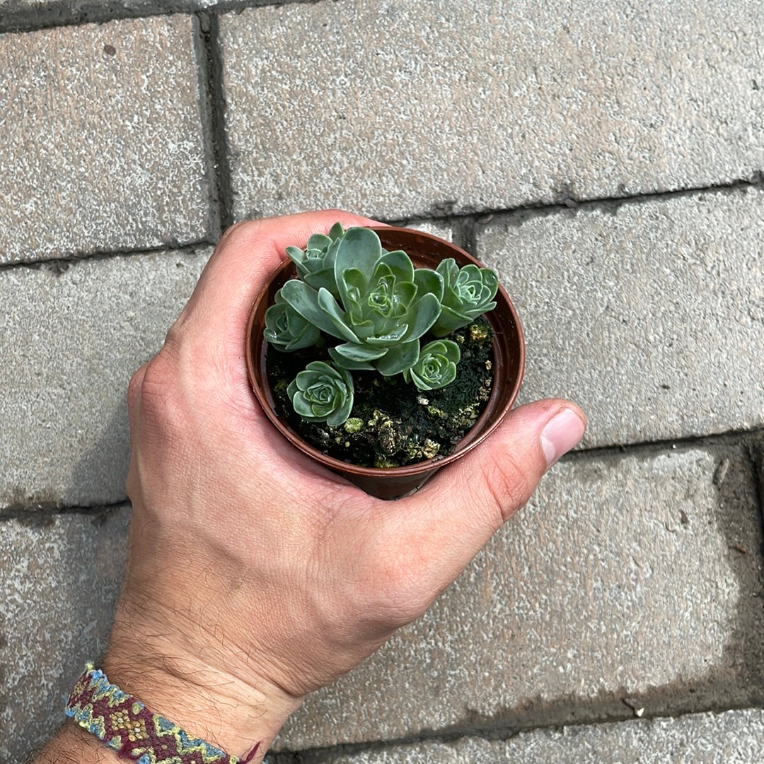 Greenovia Jade Ball