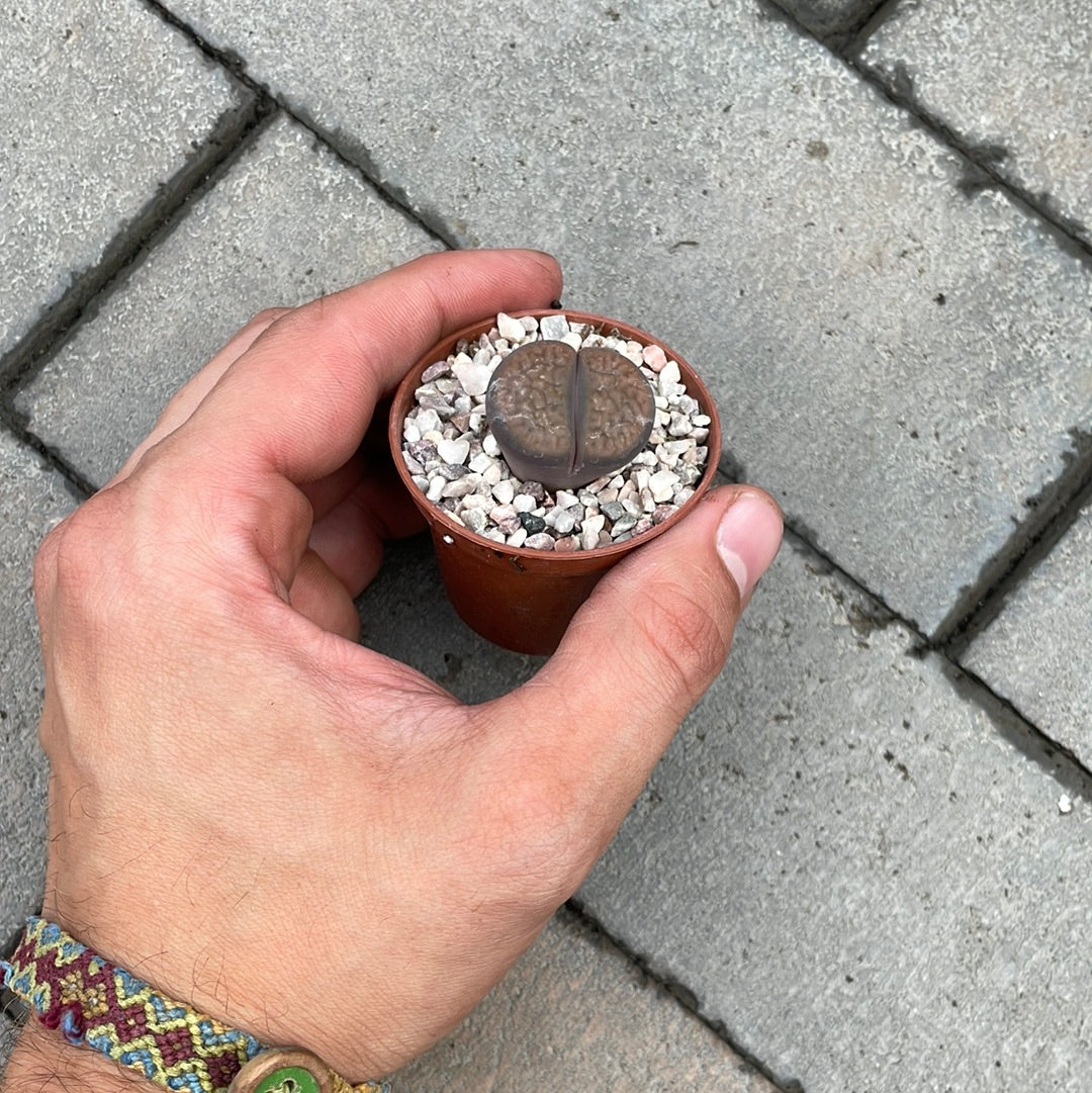Lithops
