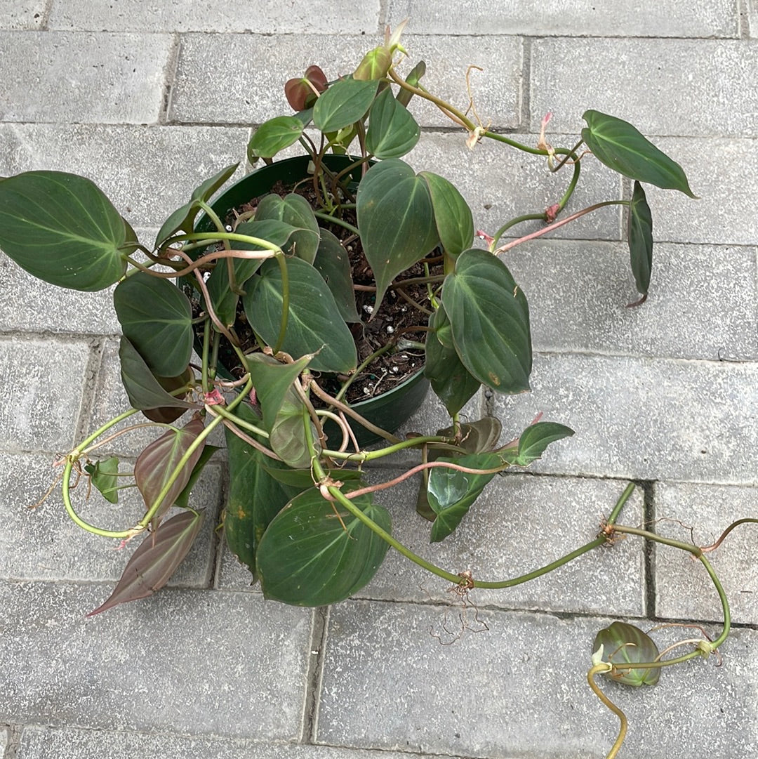 Philodendron Micans