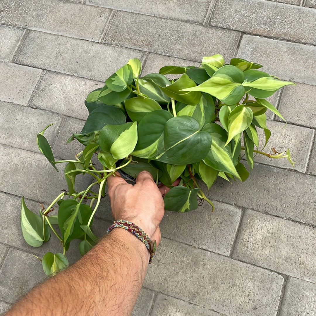 Philodendron Brazil