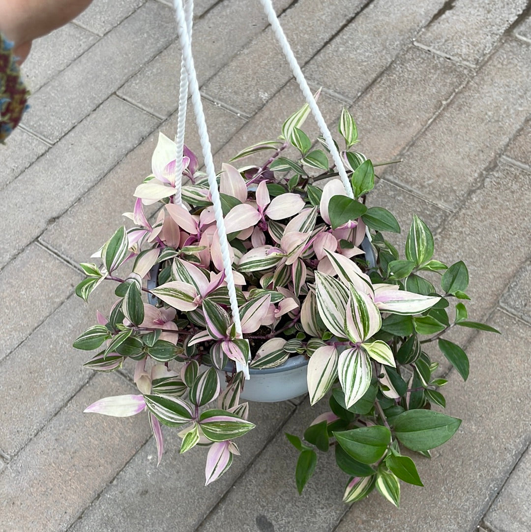 Tradescantia Tricolor