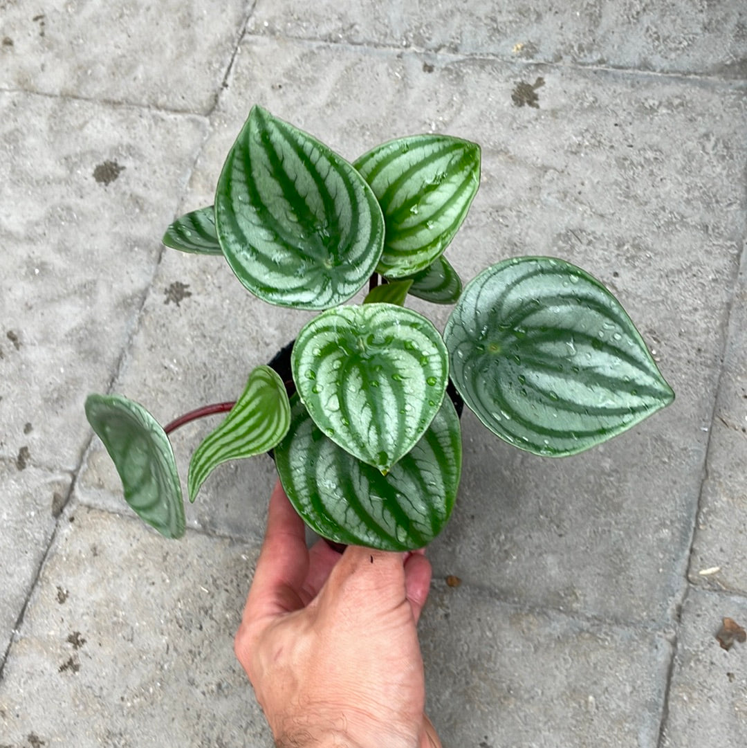 Peperomia Watermelon