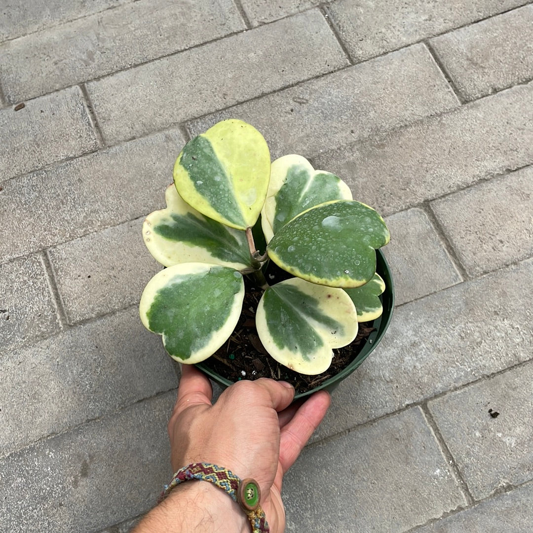 Hoya Kerrii Variegata