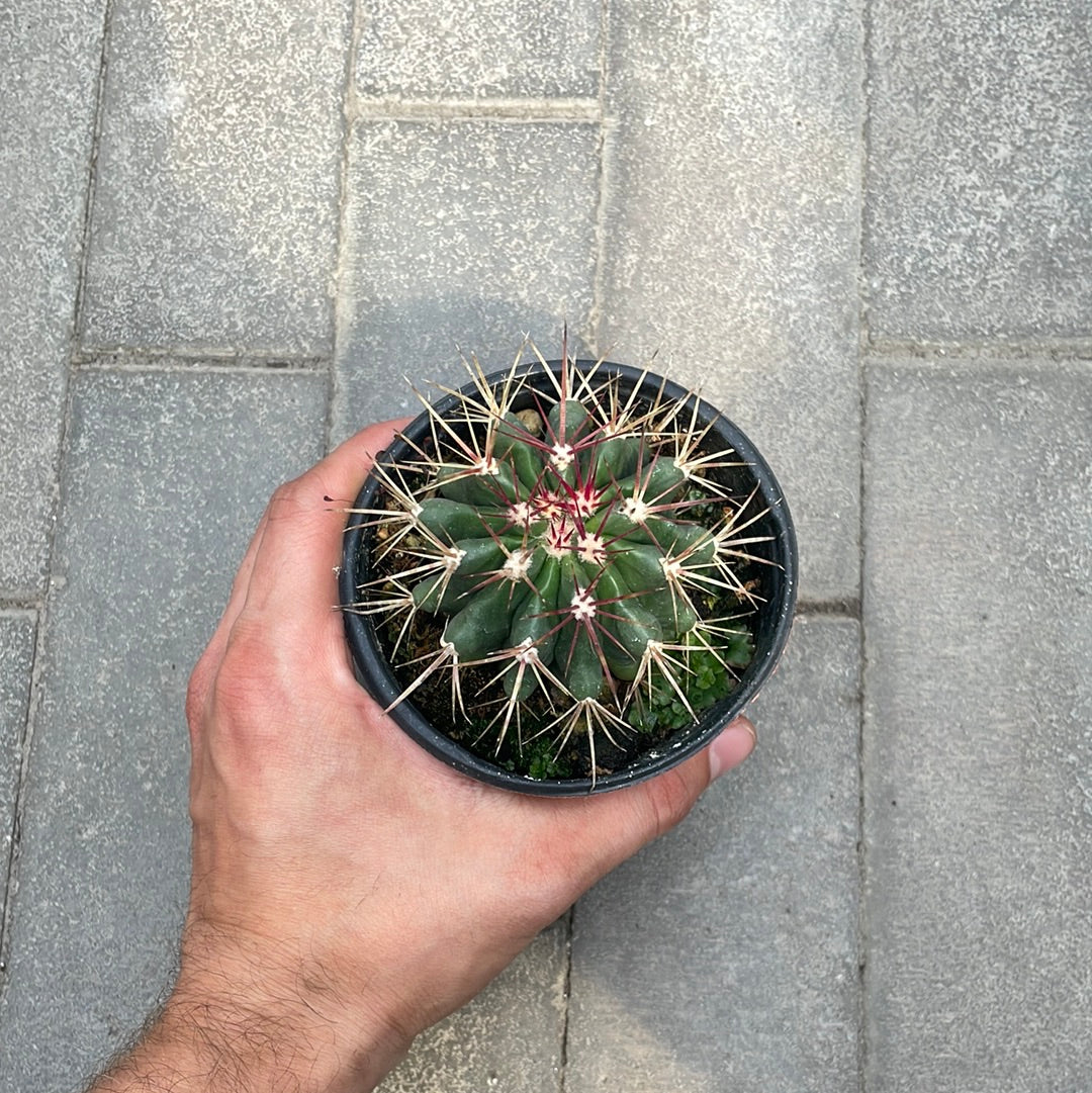 Ferocactus Gracilis