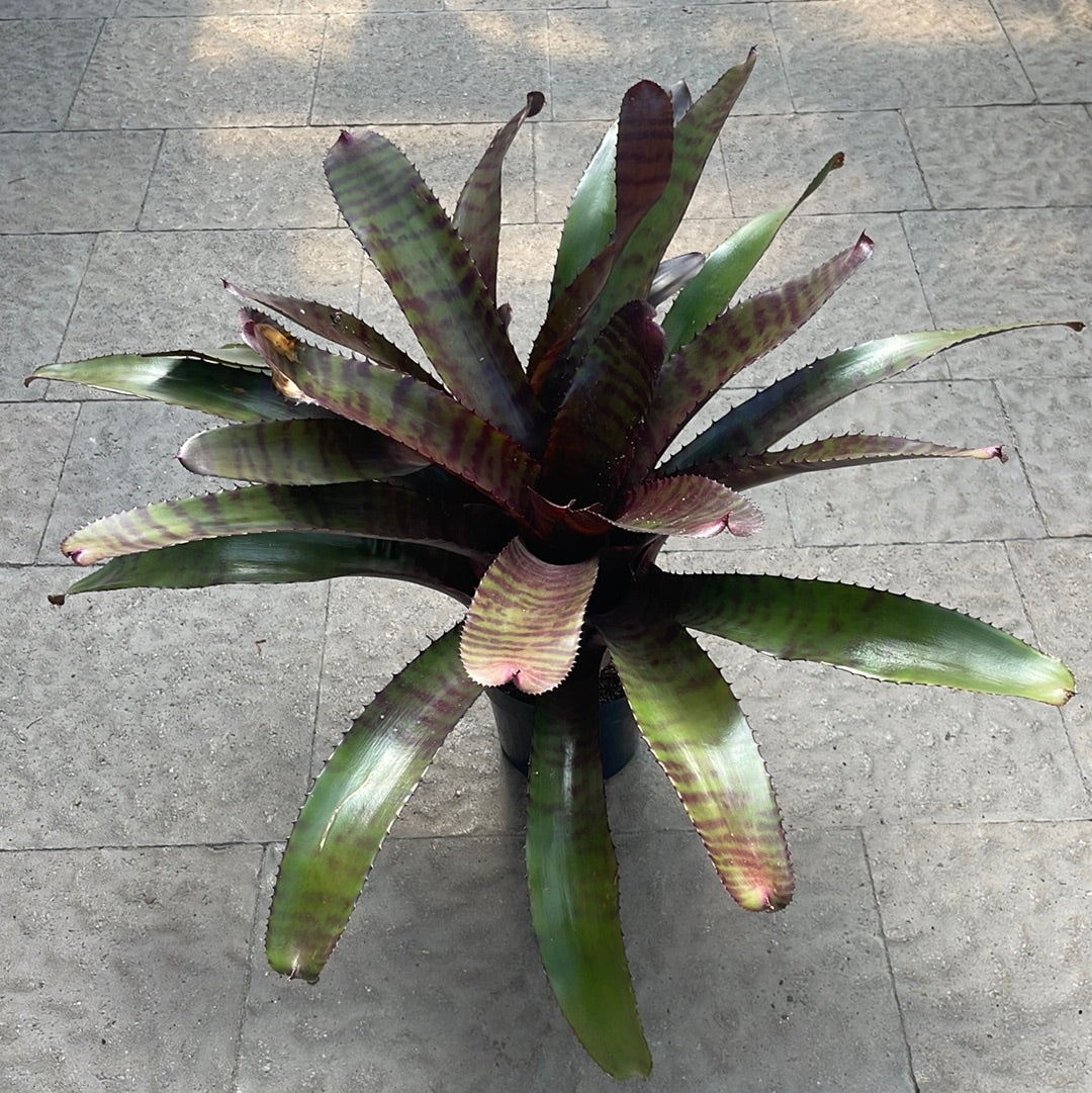 Neoregelia Red Tiger