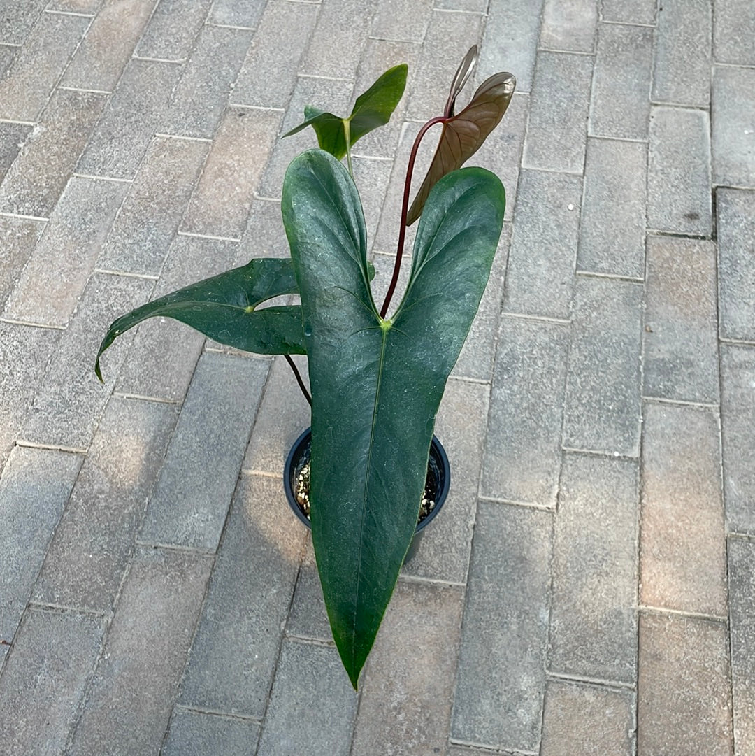 Anthurium Nigrolaminum