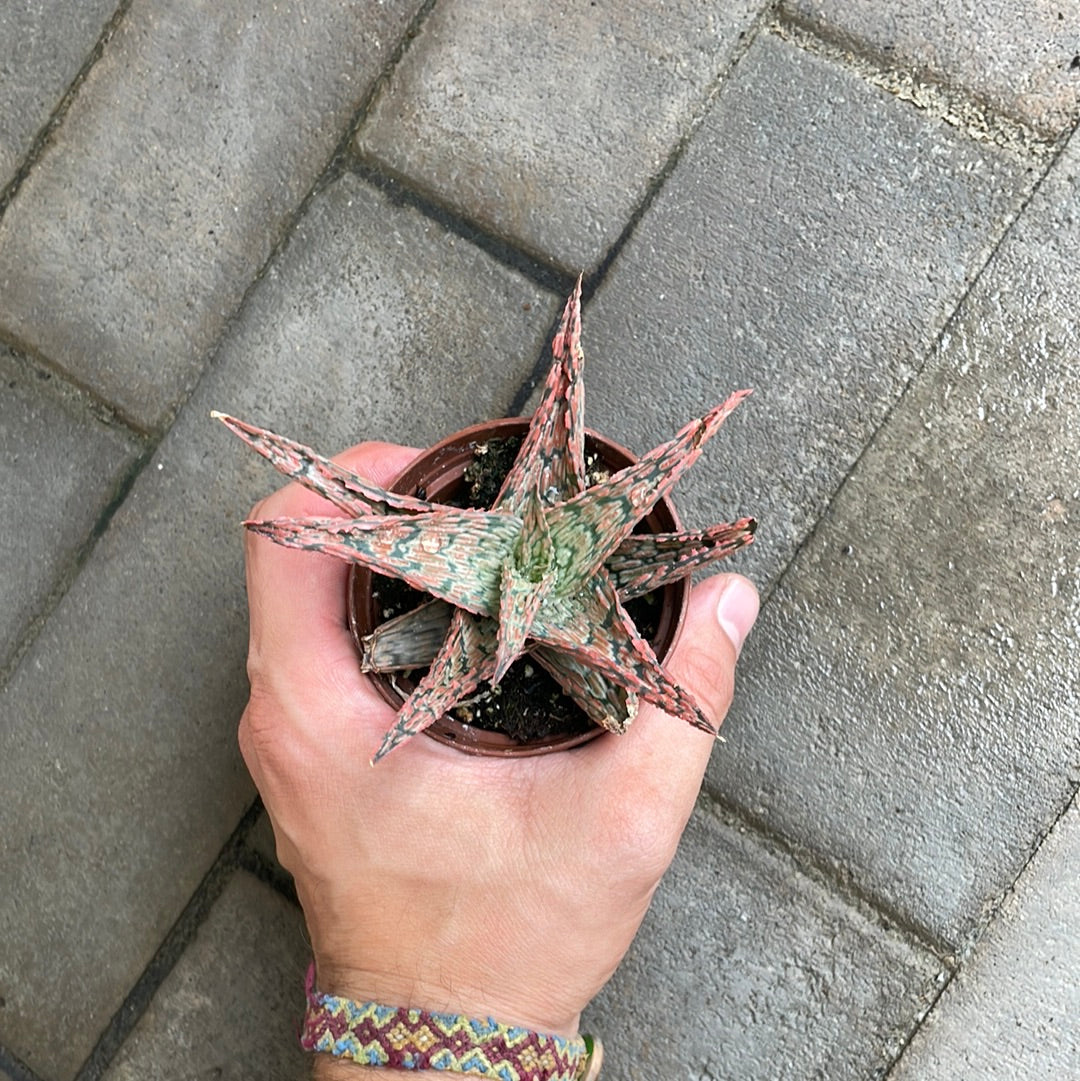 Aloe Pink Blush