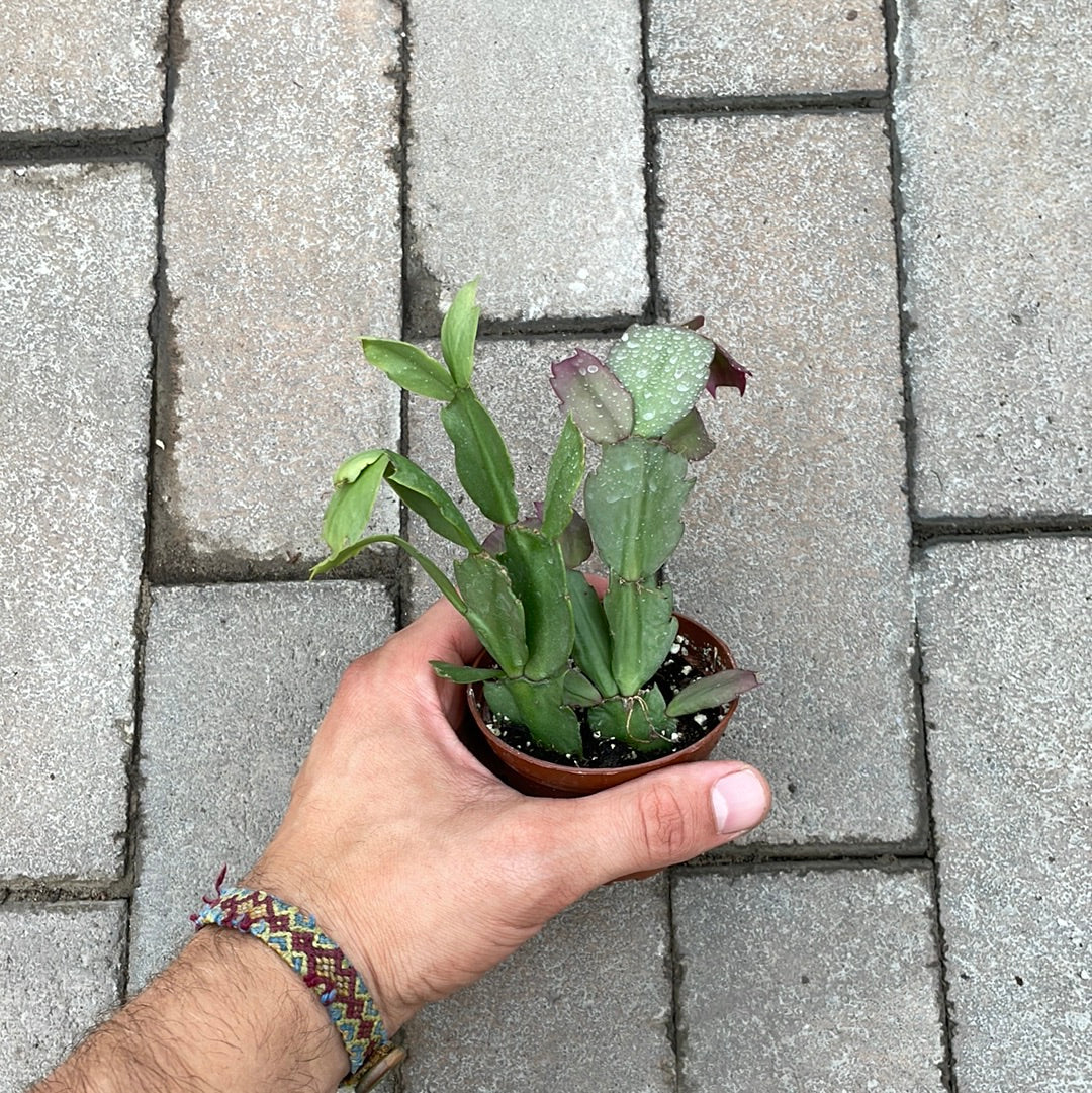 Schlumbergera Truncata
