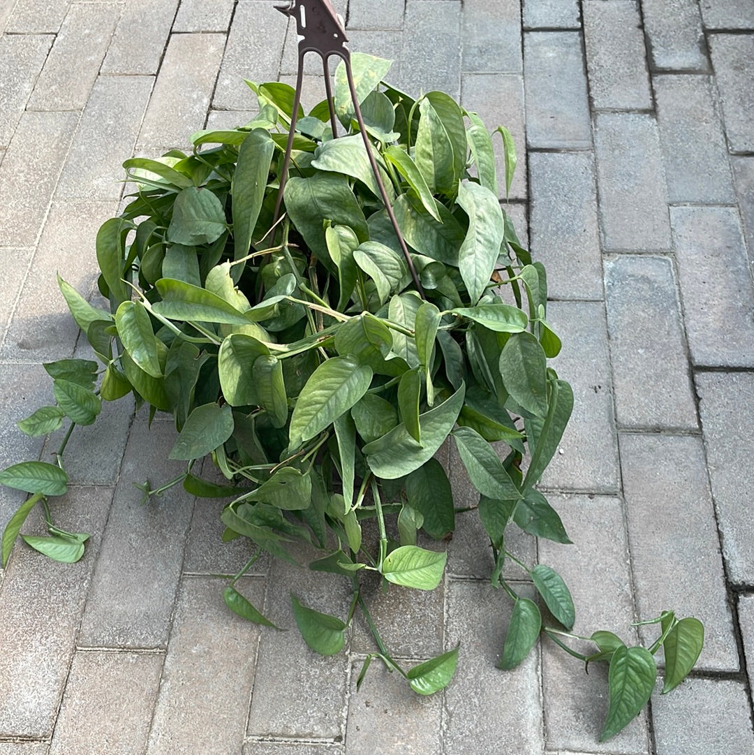 Pothos Cebu Blue