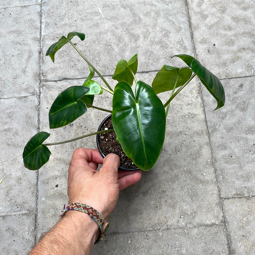 Philodendron Burle Marx
